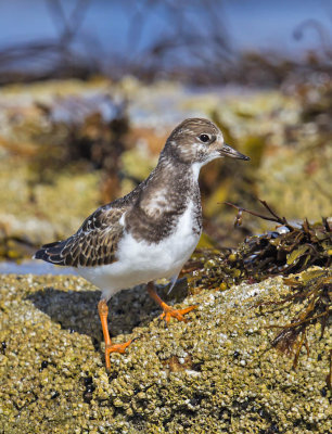 Turnstone 