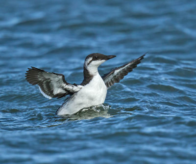 Guillemot 