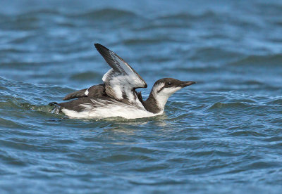 Guillemot 