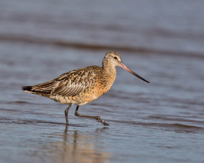 Bar-tailed Godwit 