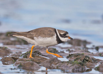 Ringed Plover 