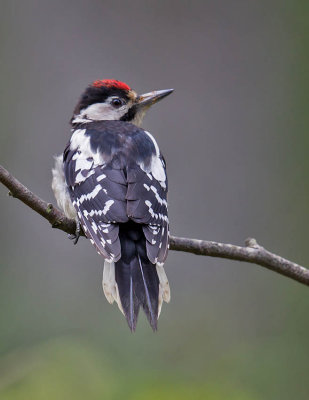 Great-spotted Woodpecker (juvenile male)