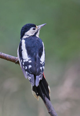 Great-spotted Woodpecker (female)