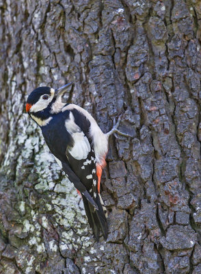 Great-spotted Woodpecker (male)