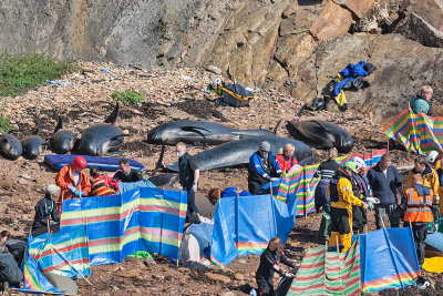 Surviving Pilot Whales being kept wet and shaded