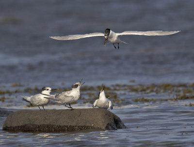 Sandwich Terns