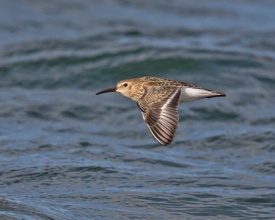 Dunlin 