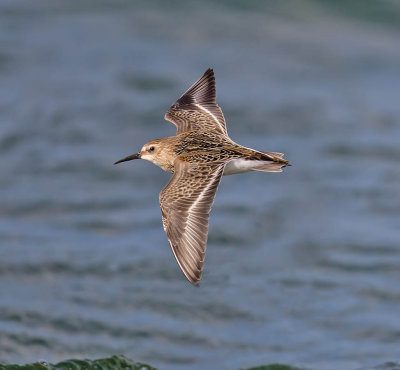 Dunlin 