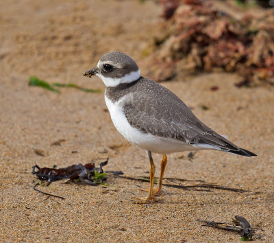 Ringed Plover (juvenile)