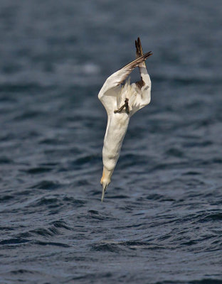 Gannet 