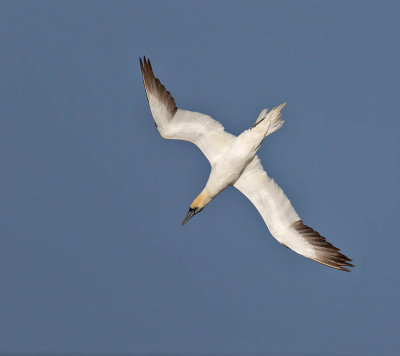 Gannet 