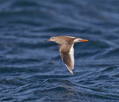 Redshank 