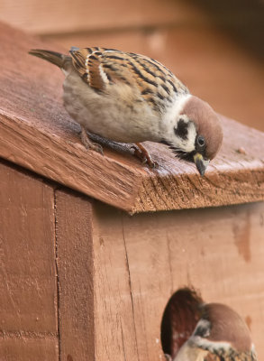 Tree Sparrow Crail