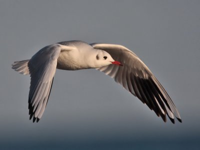 Black-headed Gull Balcomie