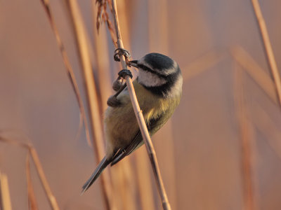 Blue Tit  Kilconquhar