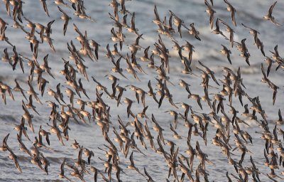 Knot Largo Bay