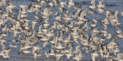 Knot Largo Bay