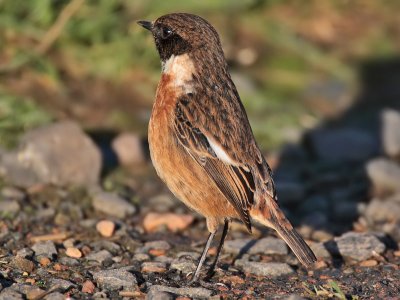 Stonechat male nr Crail