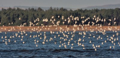 Sanderling Out Head Eden Estuary