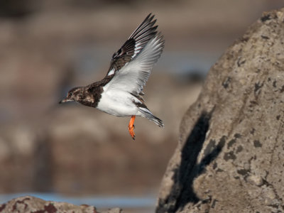 Turnstone Balcomie