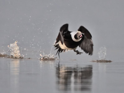 Long-tailed Duck Eden Estuary