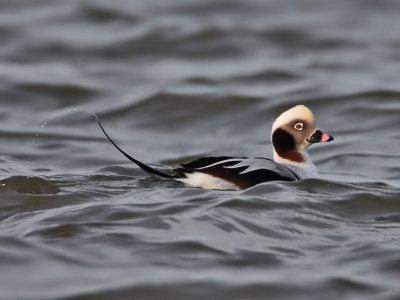 Long-tailed Duck Eden Estuary
