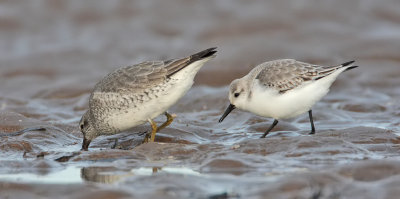 Knot and Sanderling Eden Estuary