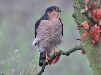 Sparrowhawk (adult male) Crail