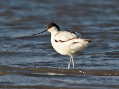 Avocet Montrose Basin