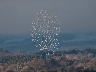 Knot over Montrose Basin