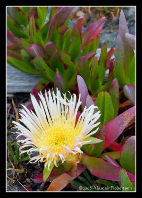 Ice Plant ver2