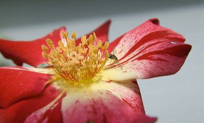 Bee on a Rose