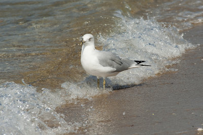 Seagull in the Surf