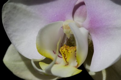 Blushing Orchid