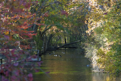 Geese in the Stream