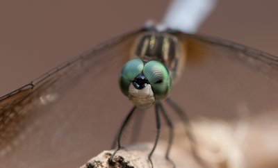 Smiling Dragonfly