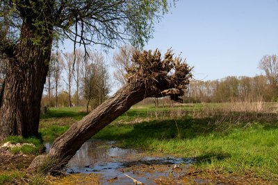 Landschap / Landscape
