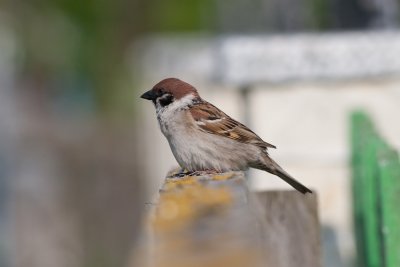 Ringmus/Tree Sparrow/Passer montanus