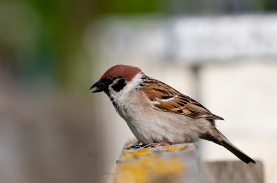 Ringmus/Tree Sparrow/Passer montanus