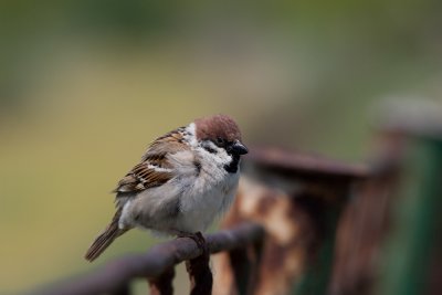 Mussen / Sparrows