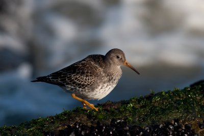 Steltlopers / Waders