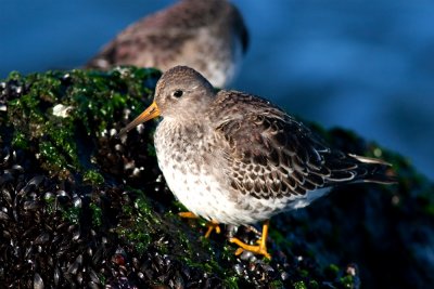 Steltlopers / Waders