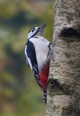 Grote Bonte Specht / Great Spotted  Woodpecker  / Dendrocopus major