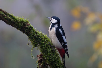 Grote Bonte Specht / Great Spotted  Woodpecker  / Dendrocopus major