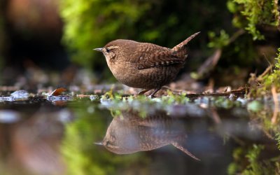 Winterkoning/Wren