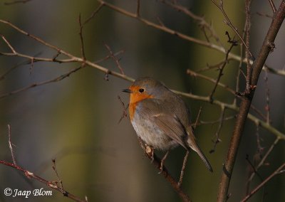 Roodborst / Robin / Erithacus Rubecula