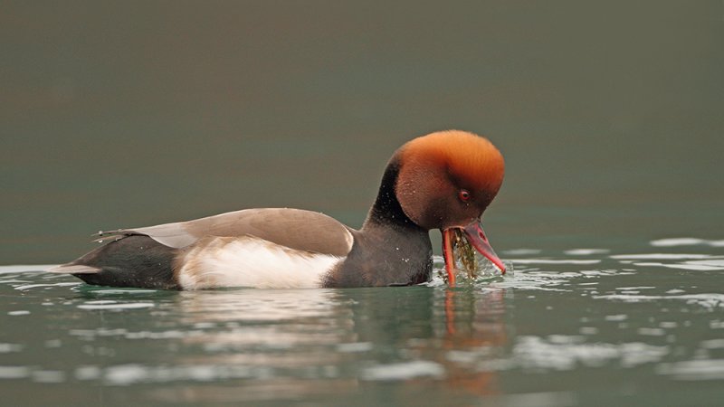 Red-crested pochard Netta rufina tatarska vigavka_MG_3268-111.jpg