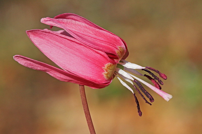 Dogs-tooth violet Erythronium dens-canis pasji zob_MG_8475-111.jpg