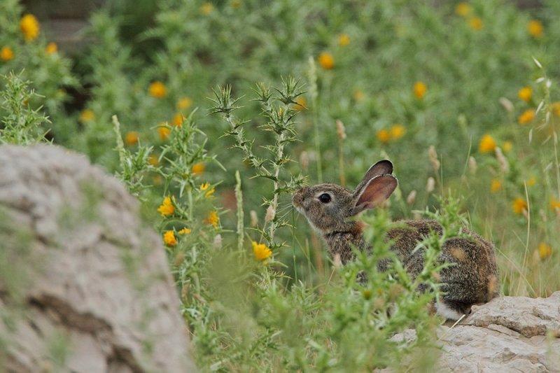 Common rabbit Oryctolagus cuniculus kunec_MG_1071-111.jpg