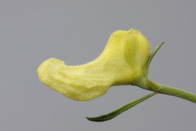Yellow-flowered monkshood Aconitum lycoctonum ozkočeladasta preobjeda_MG_3184-1.jpg